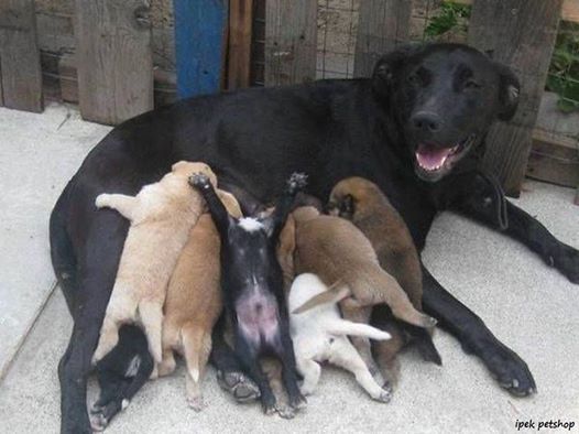 Her evin bir delisi vardır. 