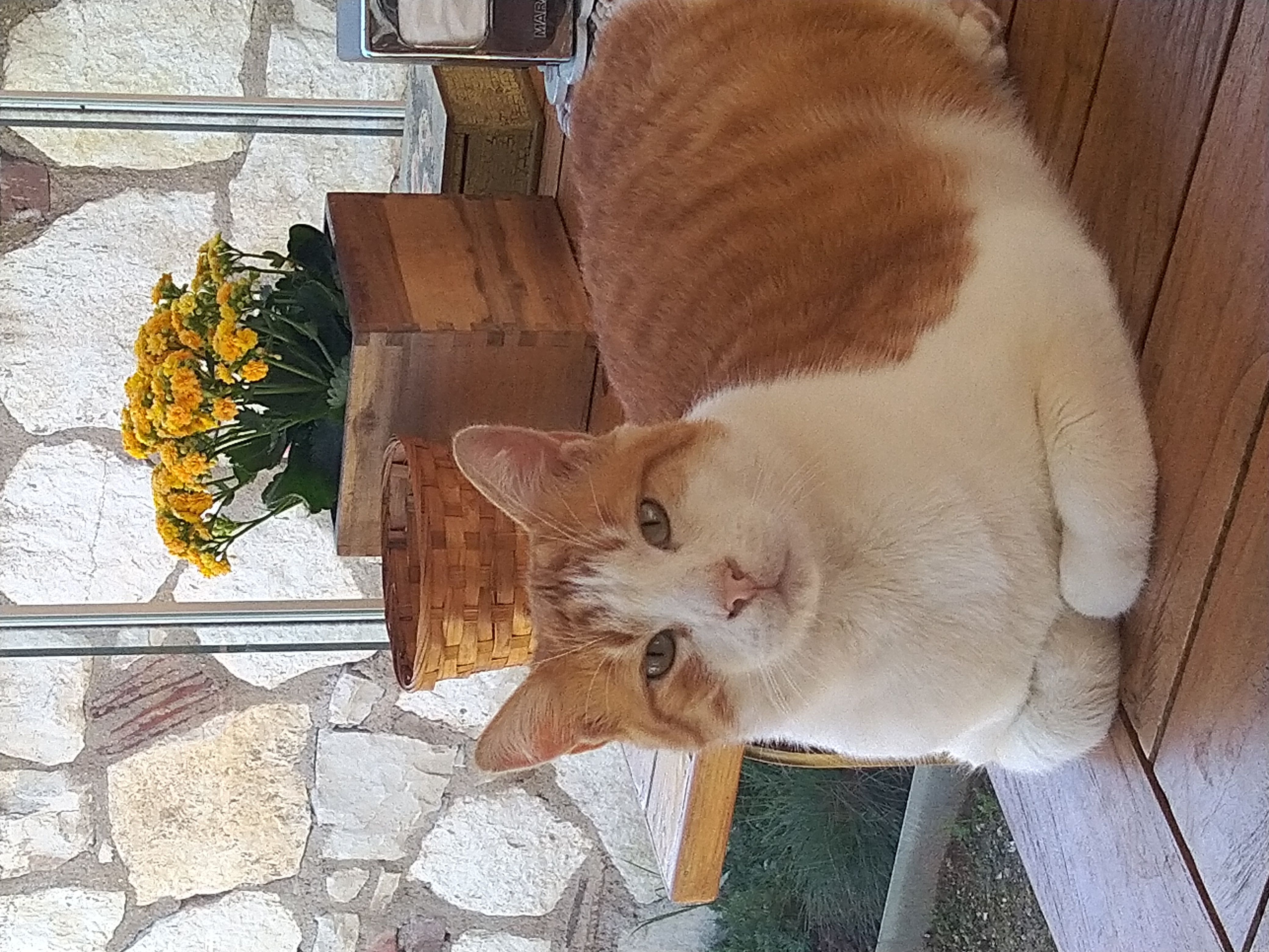 Kediler ve Ruh Sağlığı